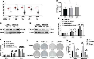 NAT10 acetylates BCL-XL mRNA to promote the proliferation of multiple myeloma cells through PI3K-AKT pathway